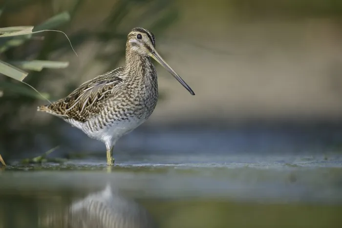 Framed Print : Common Snipe (Gallinago gallinago) Framed Print : Common Snipe (Gallinago gallinago)