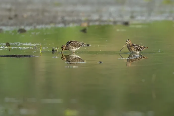 Framed Print : Common snipe (Gallinago gallinago) Framed Print : Common snipe (Gallinago gallinago)