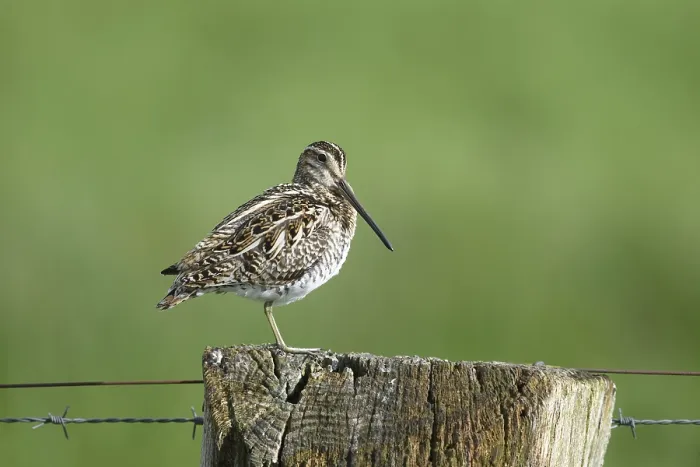 Framed Print : Common snipe (Gallinago gallinago) Framed Print : Common snipe (Gallinago gallinago)