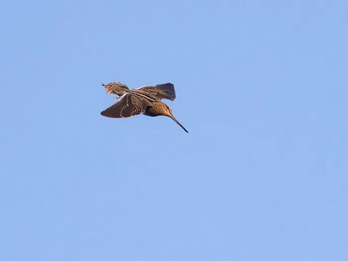 Framed Print : Common Snipe (Gallinago gallinago) in drumming display flight over breeding ground with spread out tail feathers