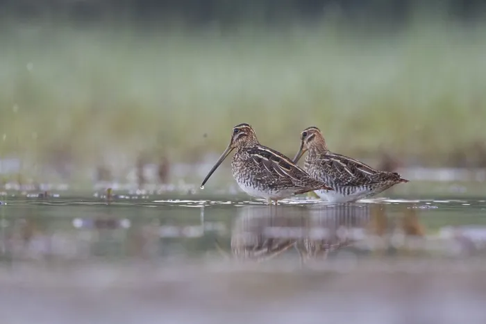 Framed Print : Common Snipe (Gallinago gallinago) foraging