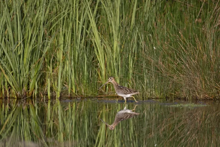 Framed Print : Common Snipe (Gallinago gallinago) foraging Framed Print : Common Snipe (Gallinago gallinago) foraging