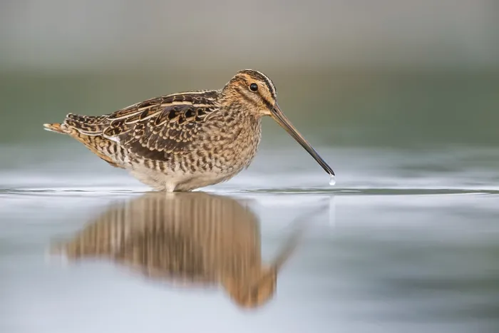 Framed Print : Common Snipe (Gallinago gallinago) foraging