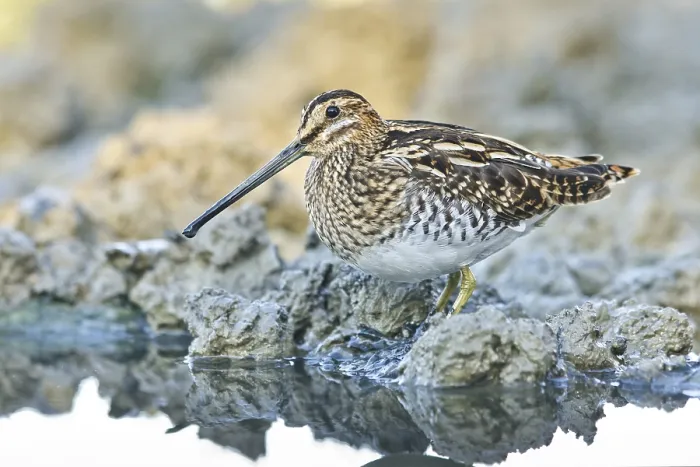 Framed Print : Common Snipe (Gallinago gallinago) foraging