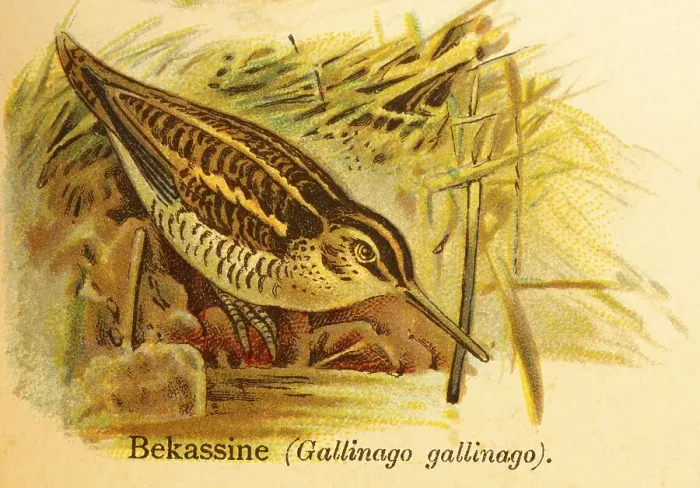 Framed Print : Common snipe (Gallinago gallinago) lakeshore