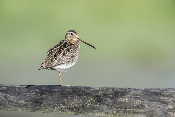 Framed Print : Common snipe (Gallinago gallinago) sitting on a pasture fence