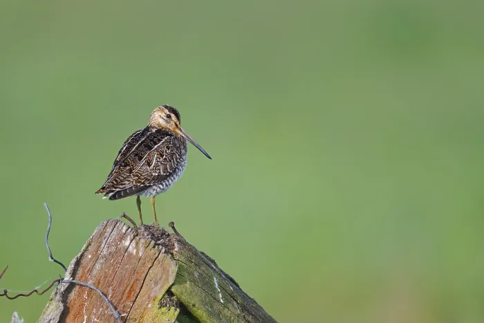 Framed Print : Common snipe (Gallinago gallinago) sitting on a pole Framed Print : Common snipe (Gallinago gallinago) sitting on a pole