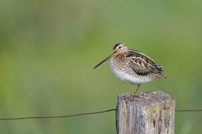 Framed Print : Common snipe (Gallinago gallinago) sitting on a pole