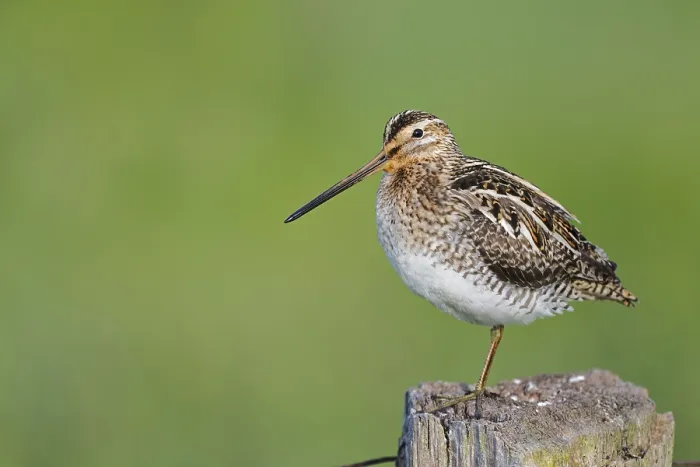 Framed Print : Common snipe (Gallinago gallinago) sitting on a pole