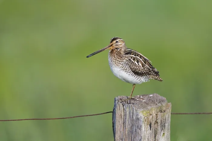 Framed Print : Common snipe (Gallinago gallinago) sitting on a pole