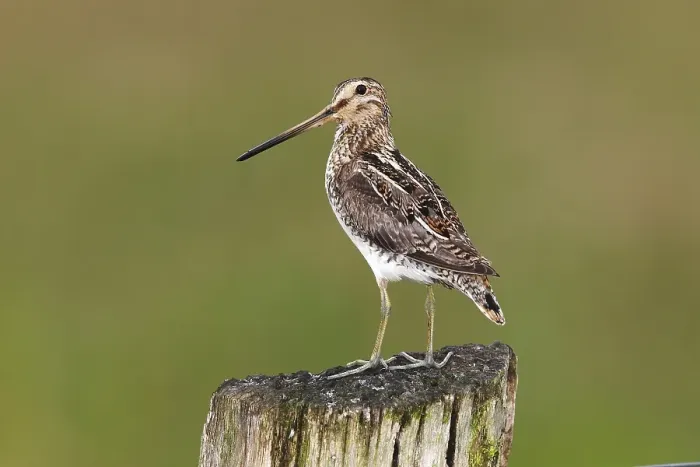 Framed Print : Common Snipe (Gallinago gallinago) standing on a pole