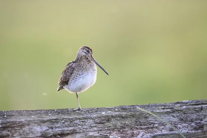 Framed Print : A common snipe (Gallinago gallinago) stands on a log in quiet green surroundings Framed Print : A common snipe (Gallinago gallinago) stands on a log in quiet green surroundings
