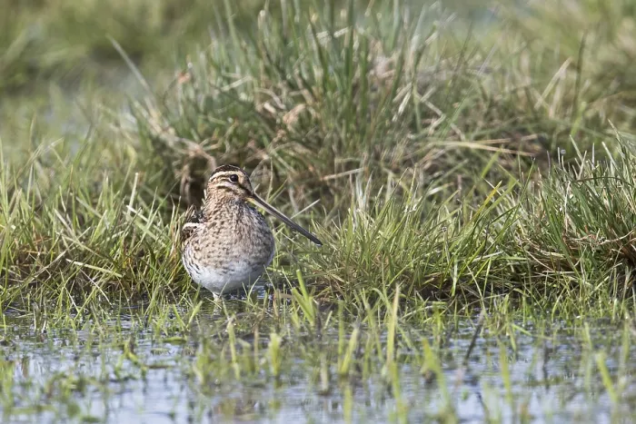 Framed Print : Common snipe (Gallinago gallinago) in a wet meadow Framed Print : Common snipe (Gallinago gallinago) in a wet meadow