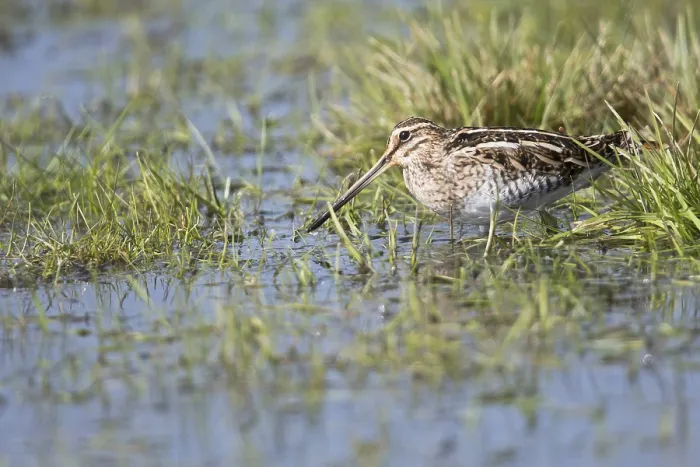 Framed Print : Common snipe (Gallinago gallinago) in a wet meadow Framed Print : Common snipe (Gallinago gallinago) in a wet meadow