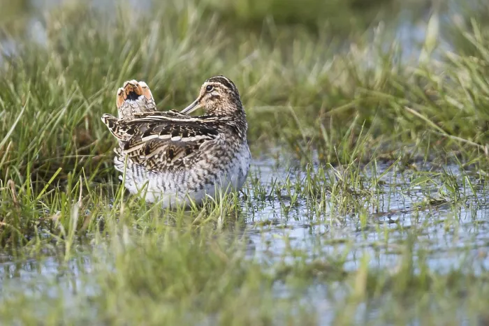 Framed Print : Common snipe (Gallinago gallinago) in a wet meadow