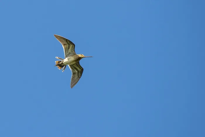 Framed Print : Common Snipe in mating flight, Lembruch
