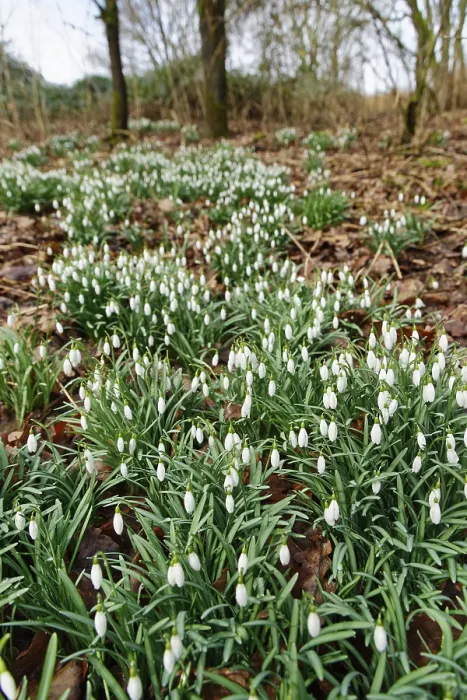Framed Print : Common snowdrop (Galanthus nivalis)