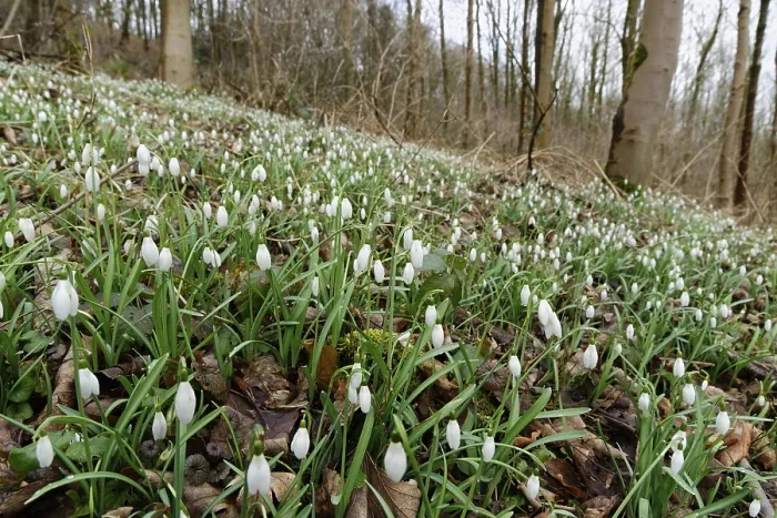 Framed Print : Common snowdrop (Galanthus nivalis)