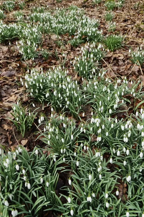 Framed Print : Common snowdrop (Galanthus nivalis)