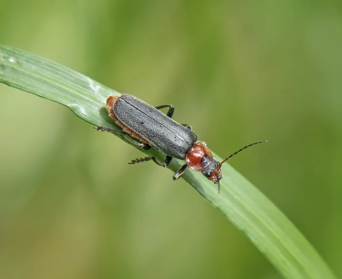 Framed Print : Common soft beetle Cantharis fusca