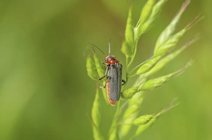Framed Print : Common soft beetle Cantharis fusca Framed Print : Common soft beetle Cantharis fusca