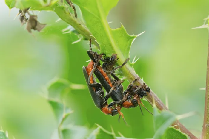 Framed Print : Common soft-shell beetle, mating
