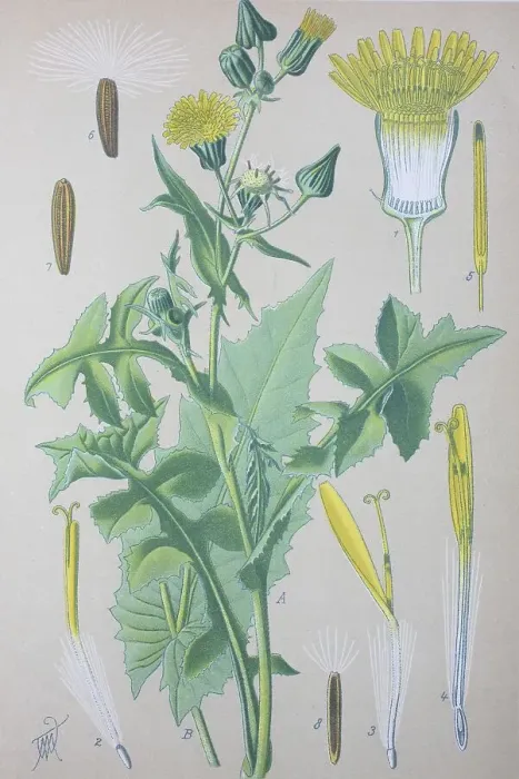 Framed Print : Common sowthistle (Sonchus oleraceus) Framed Print : Common sowthistle (Sonchus oleraceus)