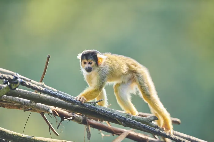 Framed Print : Common squirrel monkey (Saimiri sciureus)