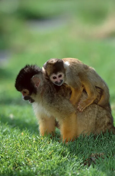 Framed Print : Common squirrel monkey (Saimiri sciureus) with cubs