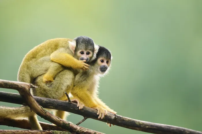 Framed Print : Common squirrel monkey (Saimiri sciureus) mother with her youngster Framed Print : Common squirrel monkey (Saimiri sciureus) mother with her youngster