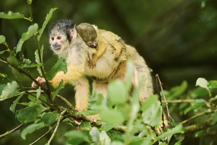 Framed Print : Common squirrel monkey (Saimiri sciureus) mother with her youngster