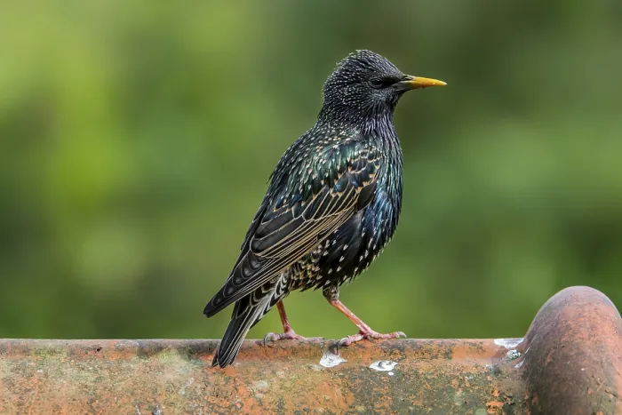 Framed Print : Common starling, European Starling (Sturnus vulgaris)