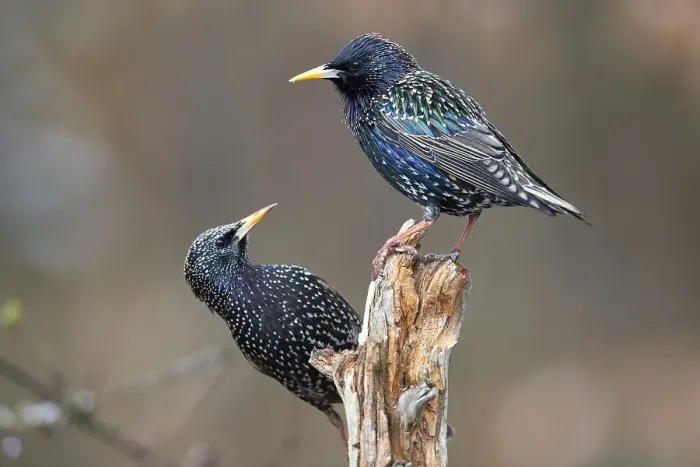 Framed Print : Common starling (Sturnus vulgaris)