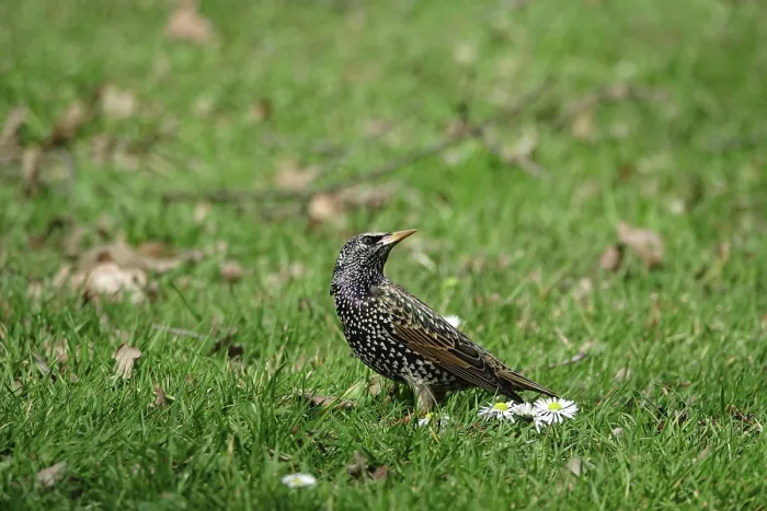 Framed Print : Common starling (Sturnus vulgaris)