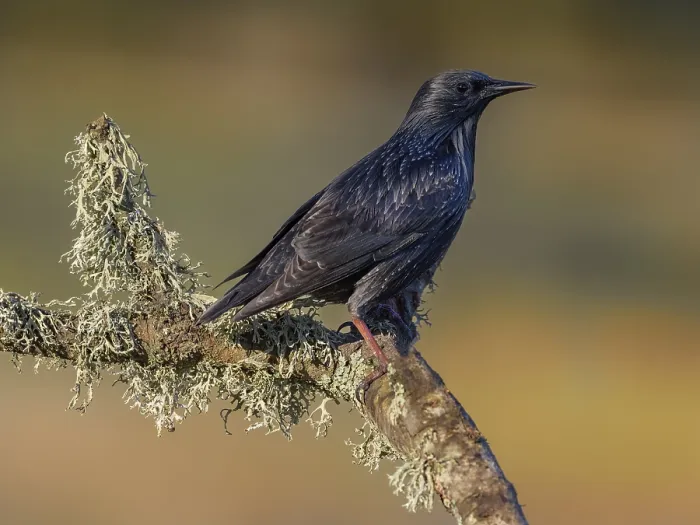 Framed Print : Common starling (Sturnus vulgaris)