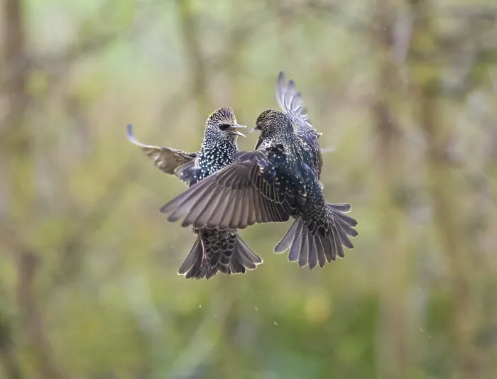 Framed Print : Common Starling, (Sturnus vulgaris) Framed Print : Common Starling, (Sturnus vulgaris)