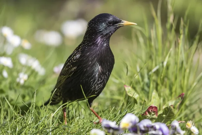 Framed Print : Common Starling (Sturnus vulgaris) Framed Print : Common Starling (Sturnus vulgaris)