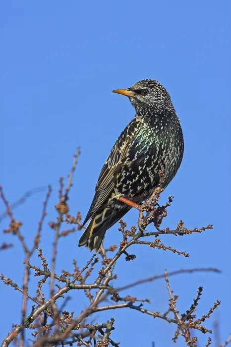 Framed Print : Common Starling (Sturnus vulgaris)