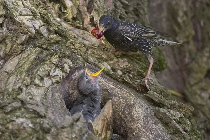 Framed Print : Common Starling (Sturnus vulgaris) feeding chick in nest with a cherry Framed Print : Common Starling (Sturnus vulgaris) feeding chick in nest with a cherry