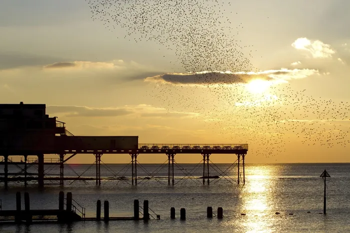 Framed Print : Common Starling (Sturnus vulgaris) flock Framed Print : Common Starling (Sturnus vulgaris) flock