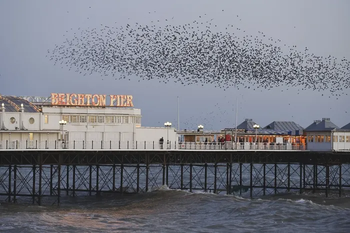 Framed Print : Common Starling (Sturnus vulgaris) flock