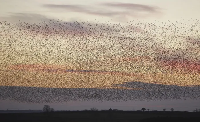 Framed Print : Common Starling (Sturnus vulgaris) flock