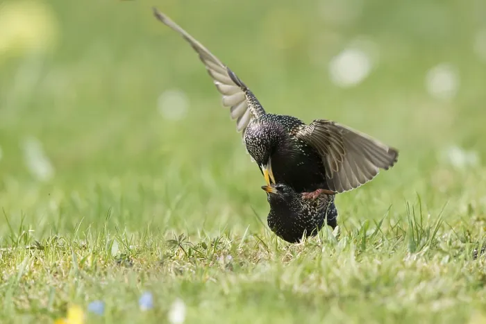 Framed Print : Common Starling (Sturnus vulgaris) pair mating