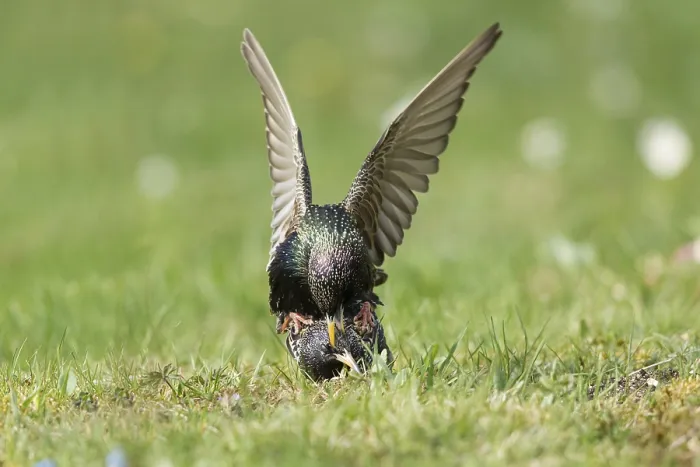 Framed Print : Common Starling (Sturnus vulgaris) pair mating