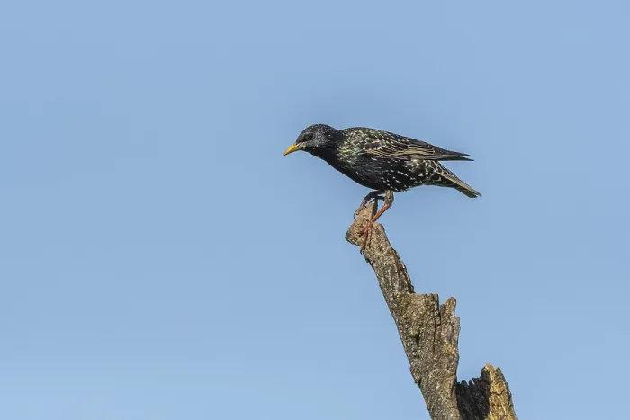 Framed Print : Common starling (Sturnus vulgaris) sitting on a branch Framed Print : Common starling (Sturnus vulgaris) sitting on a branch