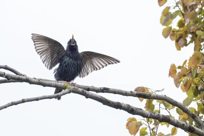 Framed Print : A common starling (Sturnus vulgaris) with spread wings sitting on a tree branch