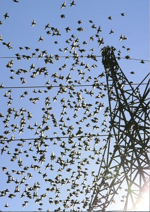 Framed Print : Common starlings (Sturnus vulgaris)