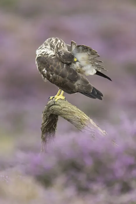 Framed Print : Common steppe buzzard (Buteo buteo) Framed Print : Common steppe buzzard (Buteo buteo)
