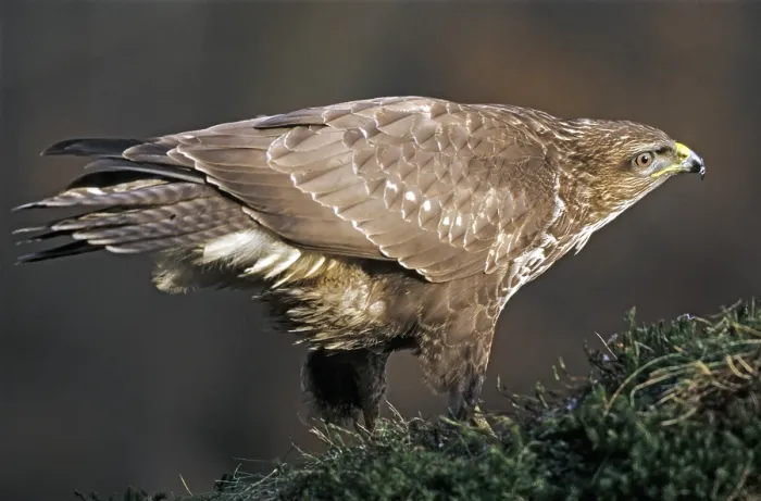 Framed Print : Common steppe buzzard (Buteo buteo) dangling on a root plate (Buzzard)