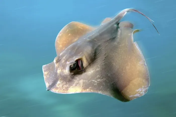 Framed Print : Common Stingray (Dasyatis pastinaca)